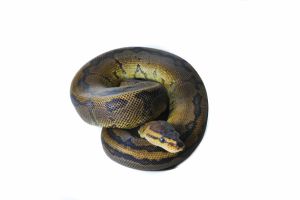 Python regius, chocolate pinstripe